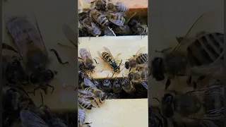 Оса vs пчелы: кто кого? #пасека #пчеловодство #тверскаяобласть #мёд #насекомые #оса