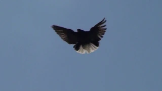 Херсонский голубь в полете