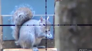 "SCOPECAM" GREY SQUIRREL HUNTING