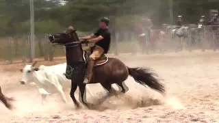 Bolão de vaquejada na disputa amador em Santa Helena 2022