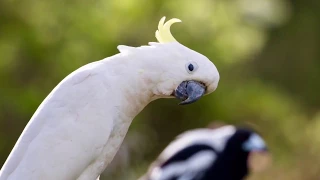 Sulphur crested cockatoo & kookaburra