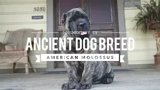 AMERICAN MOLOSSUS: A RECREATION OF AN ANCIENT DOG BREED