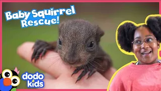 How Many Baby Squirrels Are Trapped In This Wall? | Rescued! | Dodo Kids