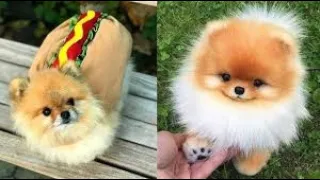 pomeranian- pomeranian dog- pomeranian puppy- pomeranian puppies mini pomeranian cute puppies funny