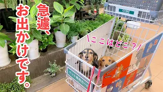 【ダックスフンド】犬同伴ＯＫのカインズへ！！初乗り☆トムとジェリーのペット専用カートに乗ってお買い物♪【愛犬とおでかけ】