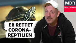 Schildkröte, Gecko und Leguan – Hunderte Reptilien wegen Corona gestrandet