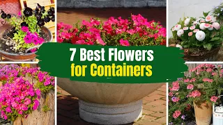 7 Best Flowers for Containers 🌺 in Full Sun 🌻