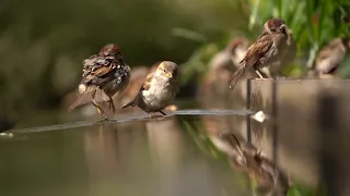 Bird Bath - Slow Motion