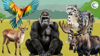 Love The Life Of Cute Animals Around Us: Deer, Parrot, Elk, Snow Leopard. Gorillas