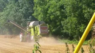 Class dominator harvesting wheat 2017 UK