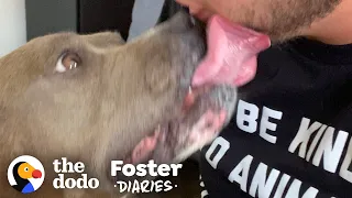 Guy Falls In Love With His Little Meatball Of A Foster Dog | The Dodo Foster Diaries