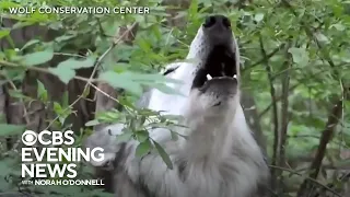 Effort underway to save endangered Mexican wolves