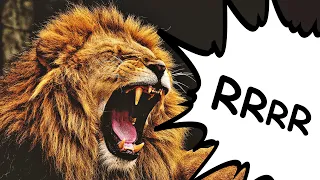 Watch the LION roar in the African savanna  |  SOUND + VIDEO  |  Safari Animals