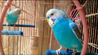 budgie birds chirping