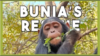 Story of little chimpanzee Bunia's rescue