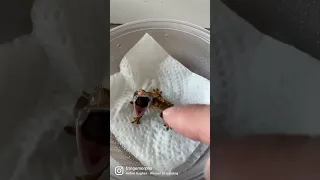 Crested gecko screaming, is that real?