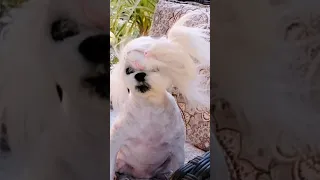 Bad Hair Day! ~ Angel Maltese Dog