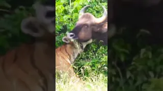 Tiger vs Indian Gaur...(tiger kills Indian Gaur)..#indiangaur #tiger #tigerhunt