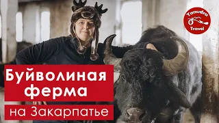 Буйволиная ферма "Райский уголок" на Закарпатье.