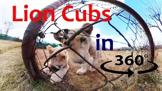 Lion cub unexpected growl - 360° video