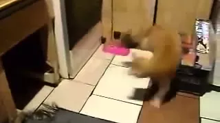 Голодная крыса нападает на кота