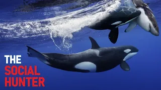 The Deadliest Creature In The Ocean - Orcas