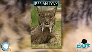 Iberian lynx 🐱🦁🐯 EVERYTHING CATS 🐯🦁🐱