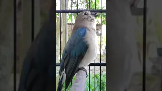 BURUNG TLEDEKAN LAUT GACOR, HARUS DI SUBSCRIBE INI MAH