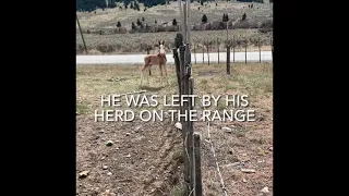 Feral foal found - rescuing a foal