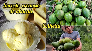 colheita de abacate + receita de sorvete - Valdir Barbosa