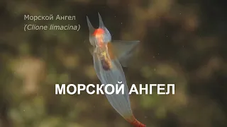 THE SEA ANGEL МОРСКОЙ АНГЕЛ