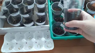 Посев  ТОМАТОВ без пикировки.Любимый и проверенный способ/Sowing tomatoes without picking