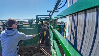 Loading out Pure Bred Angus on Bull Day!