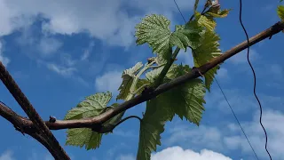 Виломка зайвих пагонів винограду