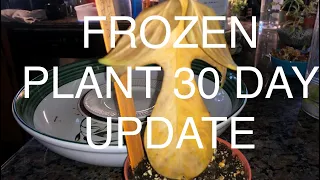 FROZEN PLANT HAUL 30 day update philodendron Florida beauty, anthurium magnificum, crystallinum,