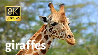 Impressive close-ups of giraffes in wilderness - 8k [Ultra HD]