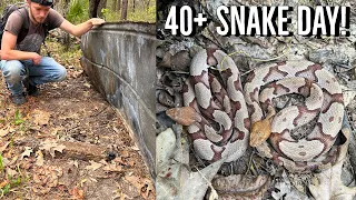 South Carolina Tin Flipping for Snakes! Finding Copperheads and Rattlesnakes Under Cover!