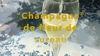 Champagne de fleurs de sureau, l'apéritif original, fait maison, parfumé, très léger en alcool !