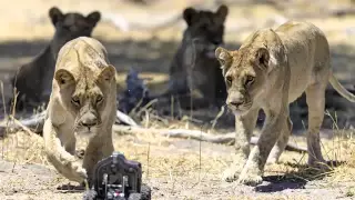 как фотографируют диких животных