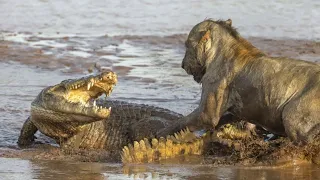 Lion vs crocodile | Lion vs | crocodile vs | animals attack video | #shorts #fight #animals