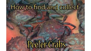 How to collect Peeler Crab