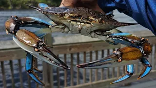 Let's Catch Some Florida Blue Crabs!!! Using 2 Ringed Crab Nets And Chicken!!!