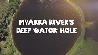 Myakka River State Park's Deep Hole - Tons of Alligators, Gators Eat Vulture