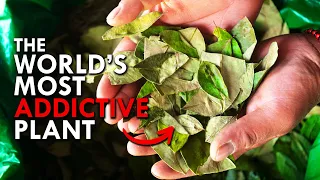 Coca: The World’s Most Addictive Plant