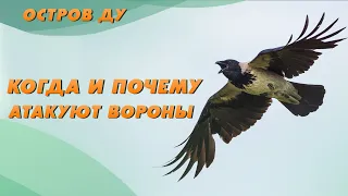 Вороны атакуют! Почему вороны нападают на людей? | Остров Ду с Еленой Вахромеевой – Добры канал