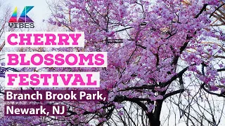 Cherry Blossoms Festival, Branch Brook Park, Newark, NJ | Cherry Blossoms Season New Jersey