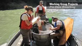 Partnering to Restore Fall Tule Chinook in Washington's White Salmon River