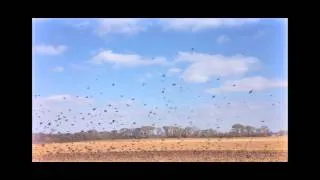 Black Birds in Georgia