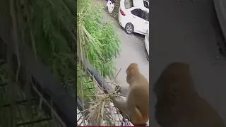 Monkey destroys plant stares at camera and leaves #2022 #monkey #shorts #shocking #cctv