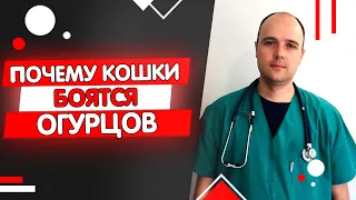 Почему кошки боятся огурцов? Тайна кошачьего страха